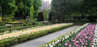 exposicion, real jardin botanico, tulipanes