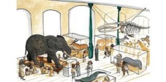 El elefante del Museo por Ximena Maier