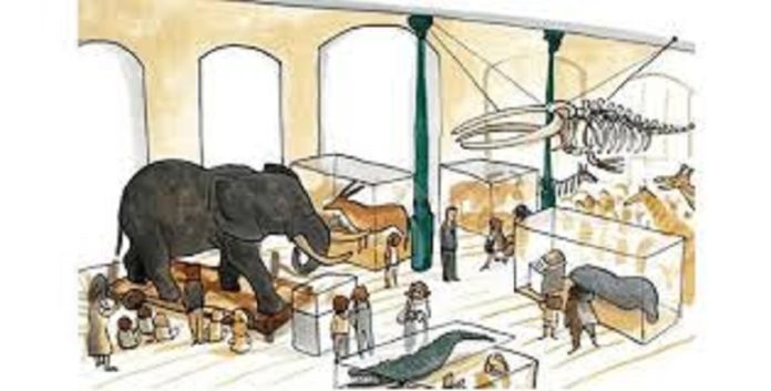 El elefante del Museo por Ximena Maier