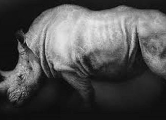 El último rinoceronte blanco