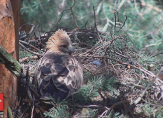 Instalada webcam para observar a la pareja de águila calzada del Parque Nacional Sierra de Guadarrama