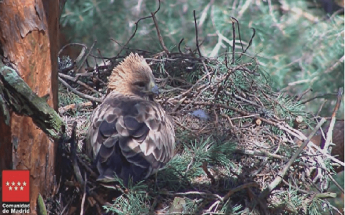 Instalada webcam para observar a la pareja de águila calzada del Parque Nacional Sierra de Guadarrama