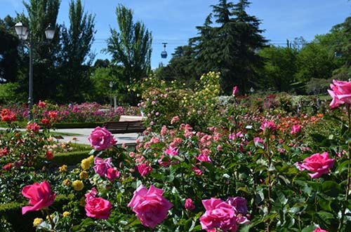 Parque del Oeste: Concurso Rosas Nuevas Villa de Madrid