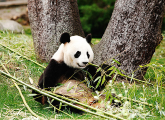 oso panda zoo madrid